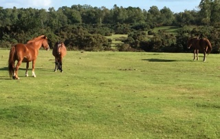 Horses in English countryside