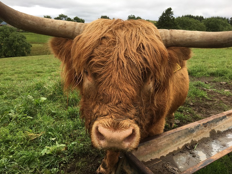 Natural Capital from livestock and wildlife