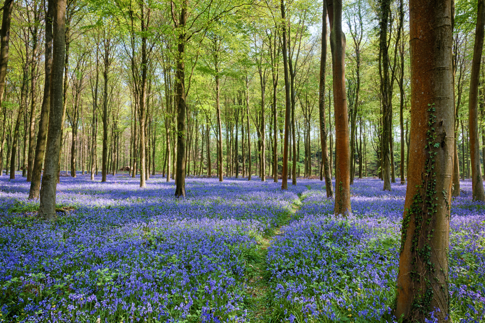 Bluebell woodland in England