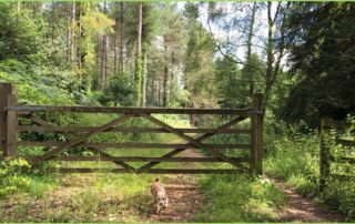 Dog in front of a fence in the English woods