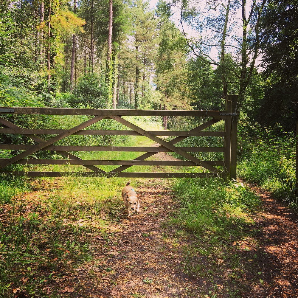 Forest Gate & dog 3