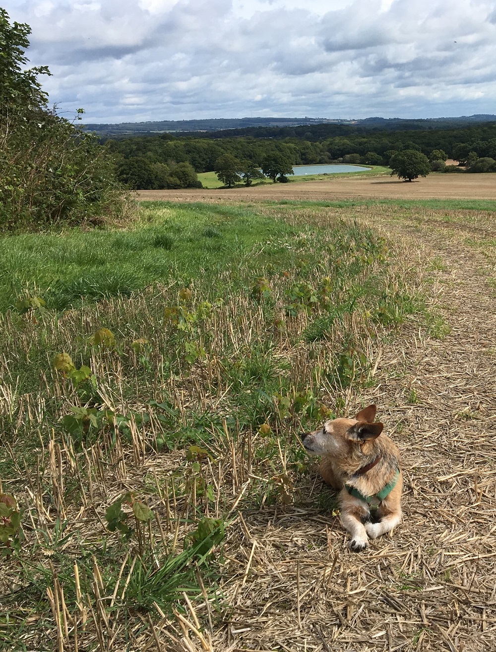 Dog in South Downs2 Reviewing your rural business